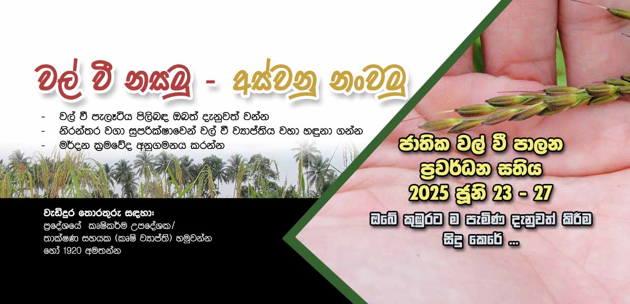 Weedly rice_web banner_2025_06_19