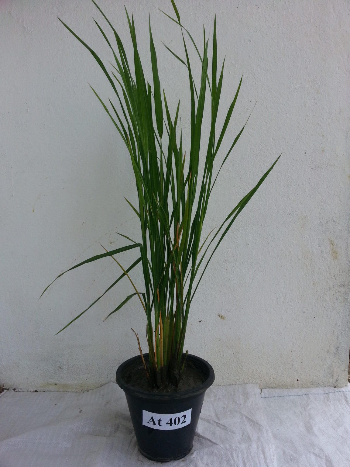 RRDI_Sub_Ambalanthota – Department of Agriculture Sri lanka