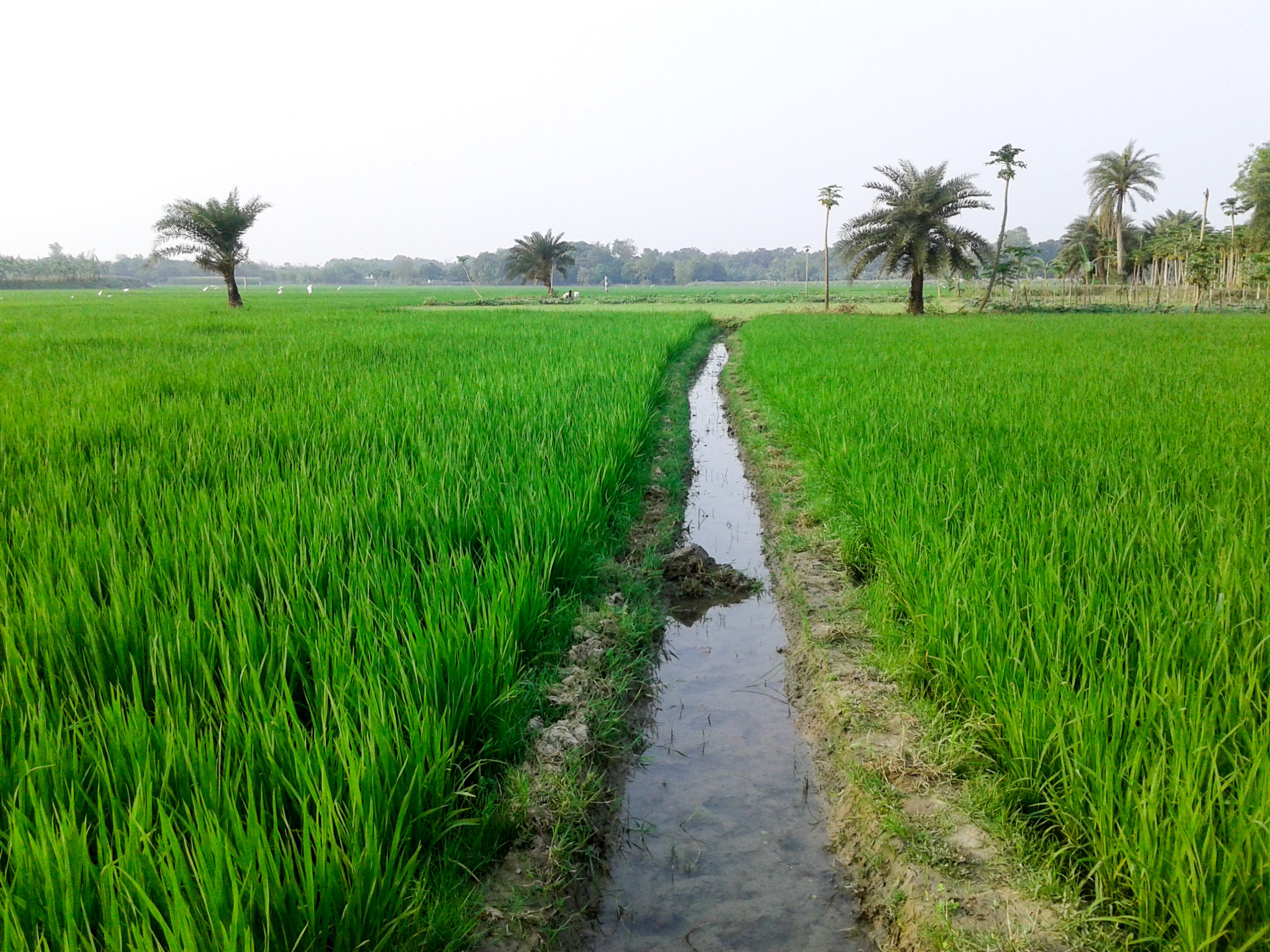 Canal_of_a_Paddy_Field