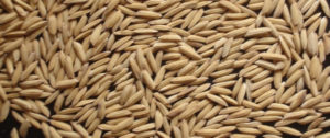RRDI_Rice_At353_Grain