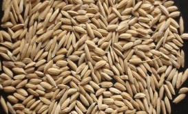 RRDI_Rice_At401_Grain