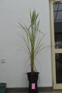 RRDI_Rice_H4_Plant1