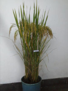 RRDI_Bw361_Plant1