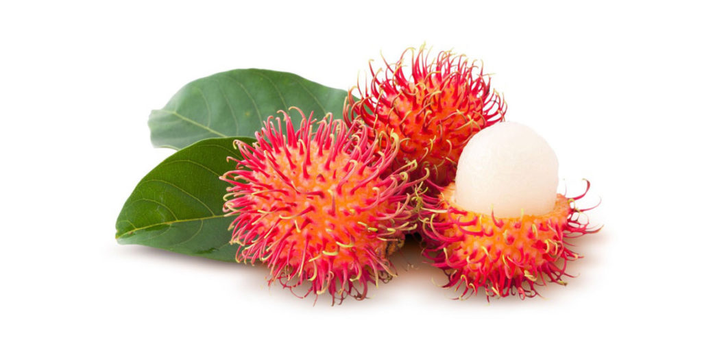 Fruit Crops Rambutan T Department Of Agriculture Sri Lanka