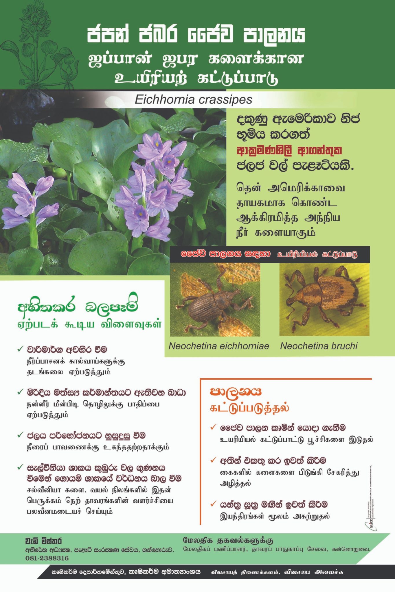 japan Jabara_edit_anuradhapura – Department of Agriculture Sri lanka
