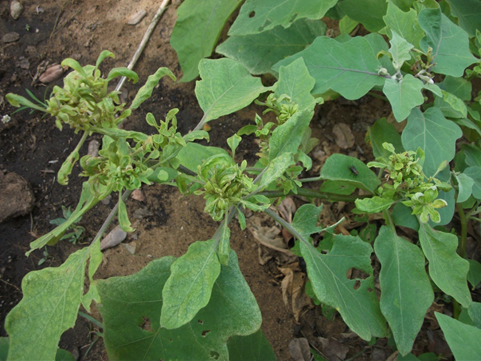 Little Leaf of Brinjal