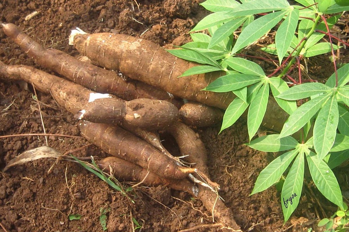 Cassava-Face-Mask-Benefits-for-Healthy-Skin-2