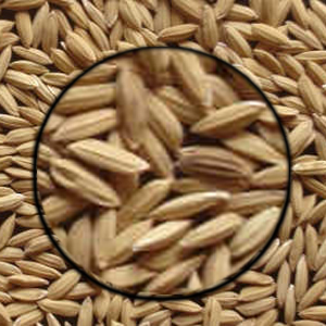 RRDI_Rice_At402_Grain_new
