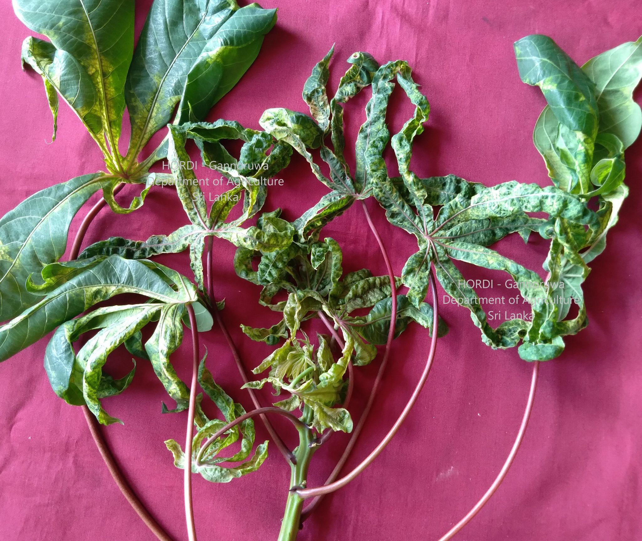 WM SL Cassava Mosaic virus 1 – Department of Agriculture Sri lanka