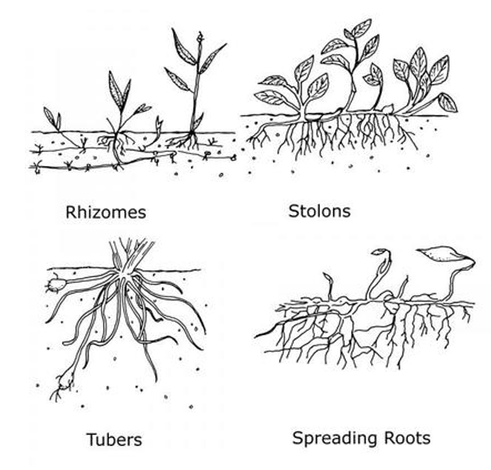 Rrdi Weed Damages – Department Of Agriculture Sri Lanka