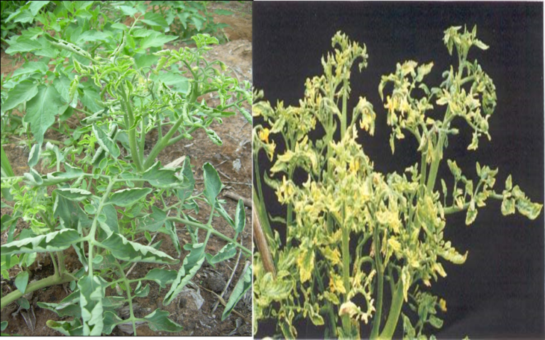 Tomato Yellow Leaf Curl Virus Tylcv Department Of Agriculture Sri Lanka 