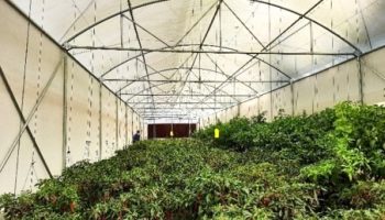 Inside of the polytunnels, Seethaeliya farm