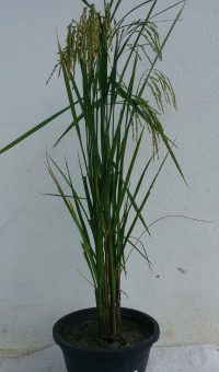 RRDI_Rice_At353_Plant