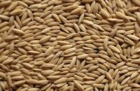 RRDI_Rice_At402_Grain
