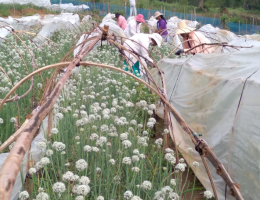 Red onion seed production programme