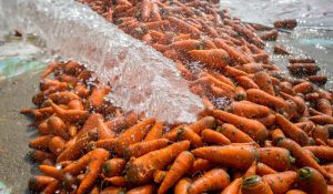 carrot wash-min