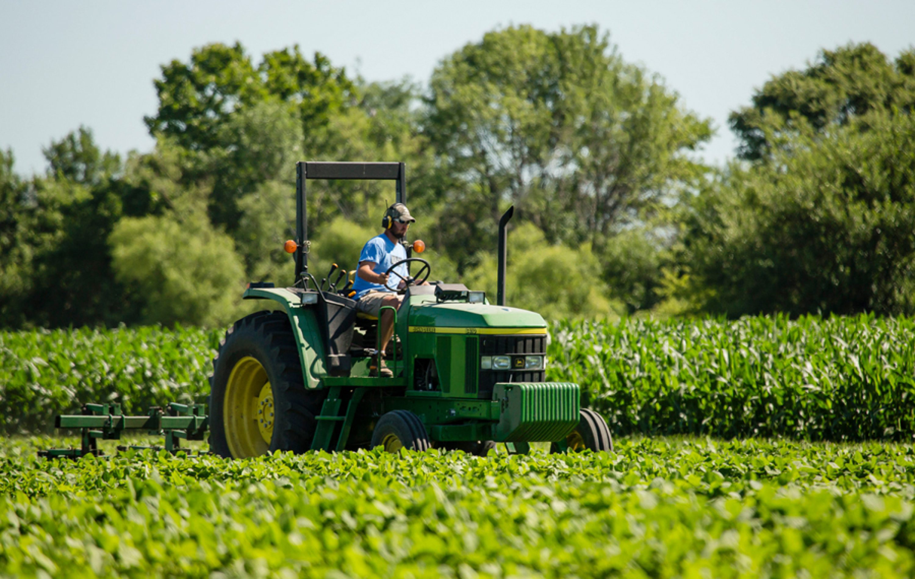 Employee operates a tractor cultivating a soybean field on South Farms.