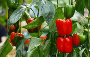 how-many-bell-peppers-per-plant-min